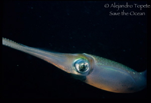 Squid close up by Alejandro Topete 